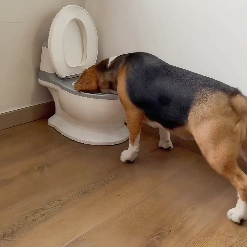 2026年新作、ユニークで面白いデザインの犬用スローフィーダ - Pet Feeders のレビューと価格